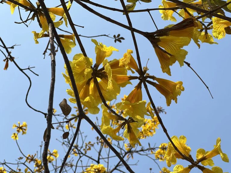 广州黄花风铃木