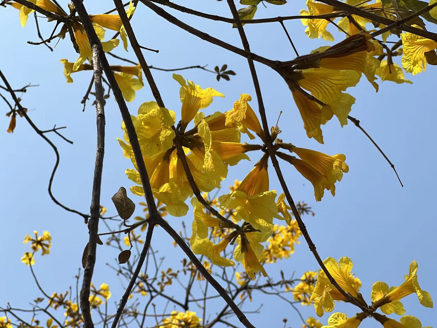 广州黄花风铃木